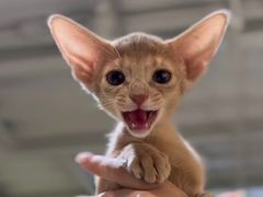 -琪喵猫屋·撸猫猫咖·猫舍