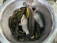 -夏家大锅台炖鱼馆