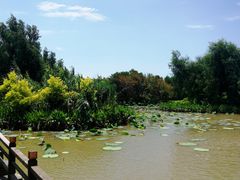 -大湾区中央湿地公园