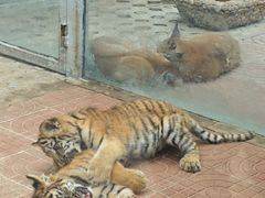 -西霞口神雕山野生动物世界