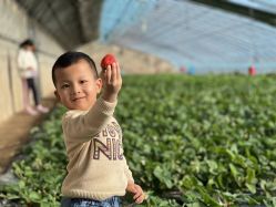 -蓝呗呗蓝莓草莓采摘园(通州区马驹桥店)