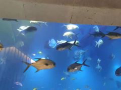-海棠湾洲际-涛·海底餐厅·美人鱼·自助餐·海底隧道