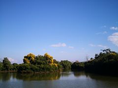 -大湾区中央湿地公园