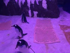 -暹罗海洋世界