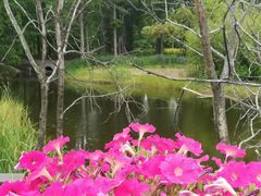 -黄海国家森林公园