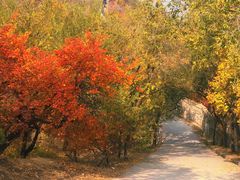 -北京西山国家森林公园
