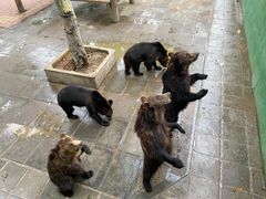 -西霞口神雕山野生动物世界