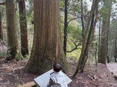 -天目山大树王景区