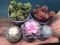 -十二舍·湯物素煮(江泰潤政店)