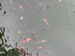 -九龙公园
