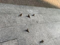 -胖子煎饼店(钦州南路店)