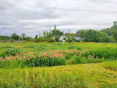 -桤木河湿地公园