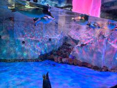 -芜湖新华联大白鲸海洋公园