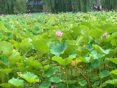 -莲湖公园