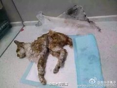 盛京一禾-盛京一禾