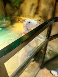 点击看大图 -酷嗒动物文化乐园(cutezoo西溪乐天城店)