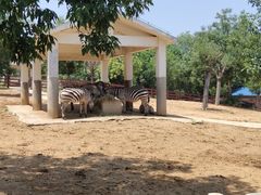 -石家庄市动物园