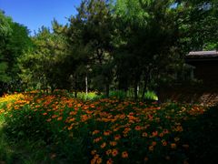 -大兴滨河森林公园