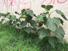 -金台阶鱼馆(于桥水库店)