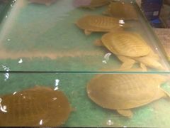 -洪湘记川湘·甲鱼馆(四海凯悦美食广场店)