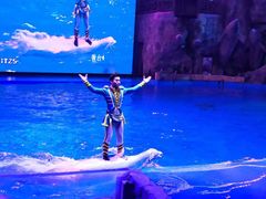 -芜湖新华联大白鲸海洋公园