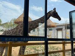 -西霞口神雕山野生动物世界