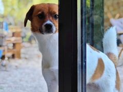 -J Create城市露营咖啡·简餐·宠物(上海动物园店)