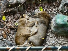 -大连森林动物园