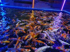 -南海渔家•海鲜•正宗海南菜(海棠湾店)