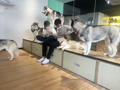 -Husky Go! 哈士奇体验馆·宠物咖啡厅狗咖