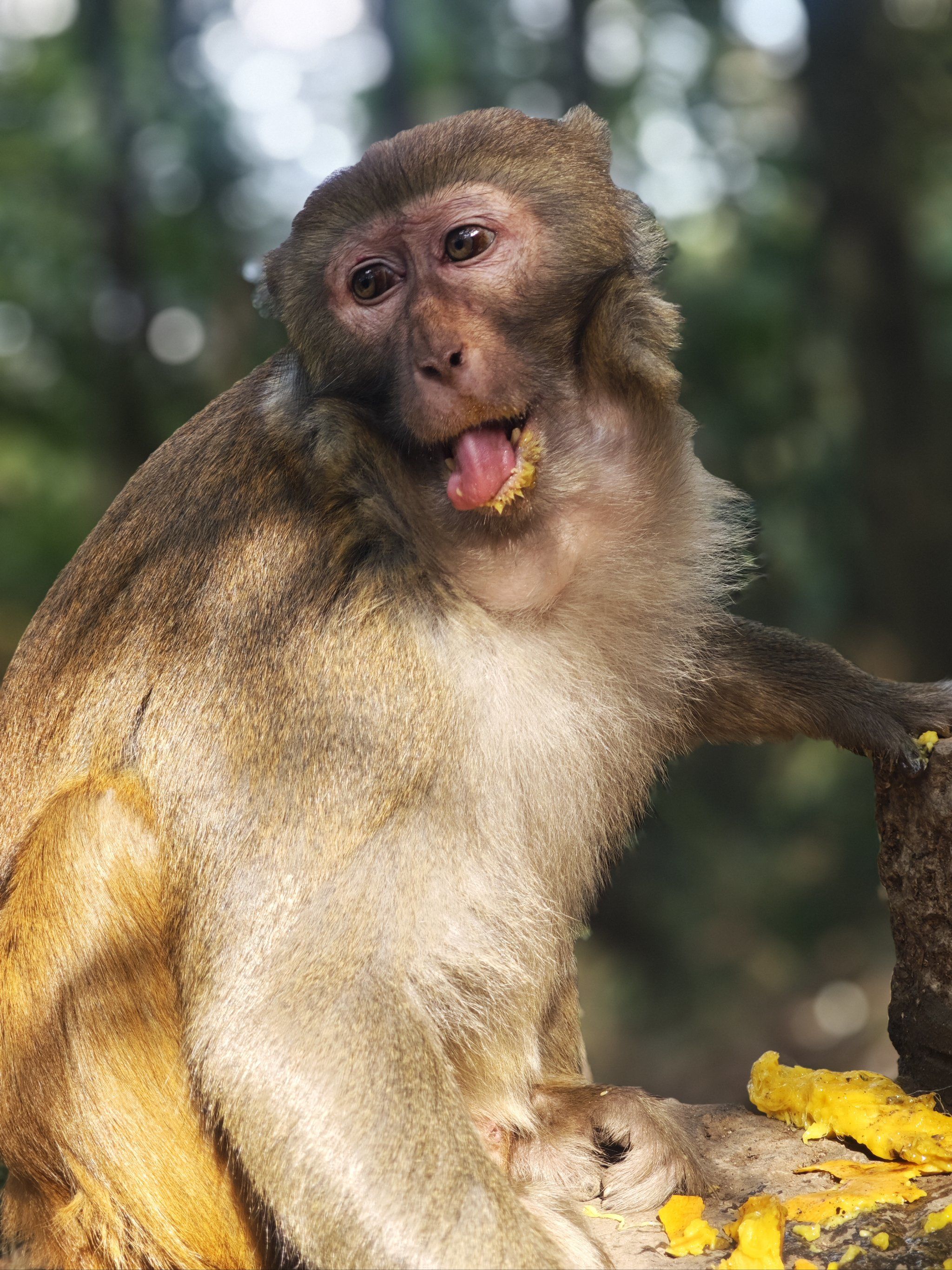 猴子们的欢乐时光