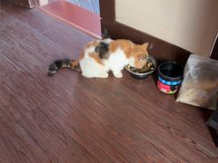 -猫岛主趣味餐厅(鼓浪屿店)