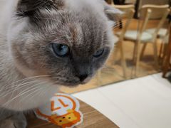 -藏猫猫咖啡主题馆(中央大道店)