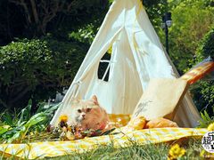 -超宠爱宠物摄影-Super pet