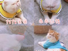 -More Fun猫咖 二十只万元加菲主题
