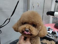 -宠福鑫康馨动物医院·骨科·眼科