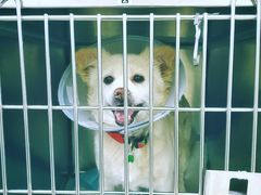 -美联众合动物医院·24h转诊中心