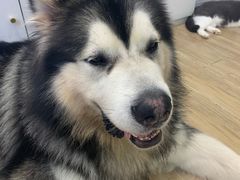 -李小姐の猫咖啡馆(五角场店)