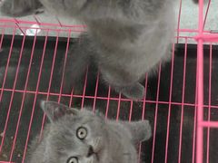 -宠福鑫康馨动物医院·骨科·眼科