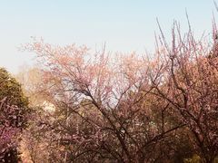 -南山植物园