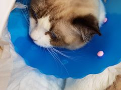 -伟伟宠物医院·瑞派猫友好医院·猫科(光谷店)