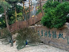 -燕塞湖鸟语林景区