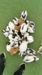 -萌宠亲子动物乐园(槐房万达店)