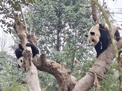 -都江堰中华大熊猫苑