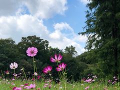 -上海共青森林公园