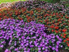 -石家庄市植物园