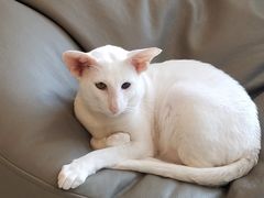 -飞行喵MR PILOT|猫舍·猫咖(静安大融城店)