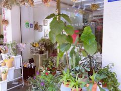 -溪岸路花鸟市场