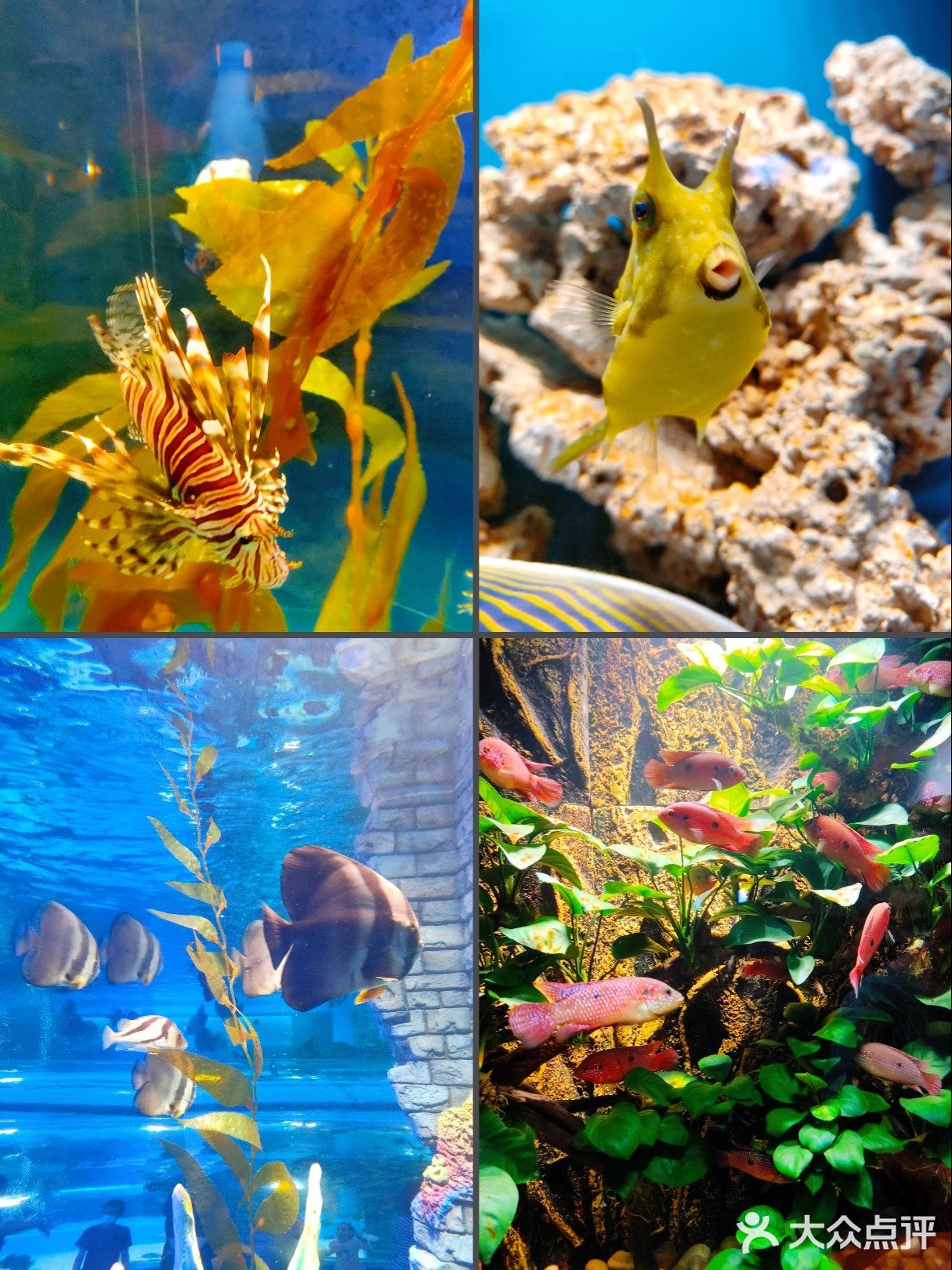天津|文化中心海底世界，蓝色大海的传说🐠