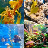 天津|文化中心海底世界，蓝色大海的传说🐠